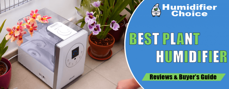 Best Plant Humidifiers